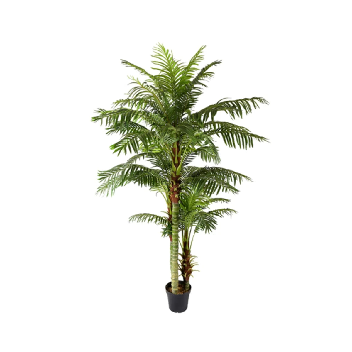 Areca palm 235 cm