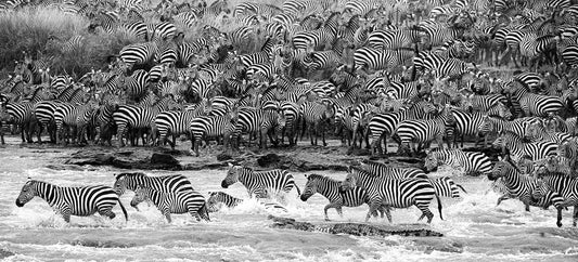 Glasschilderij 160x80cm Zebra's in het water