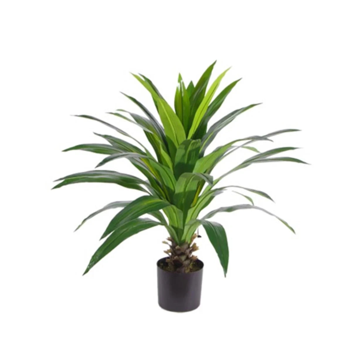 Dracaena Groot 110 cm