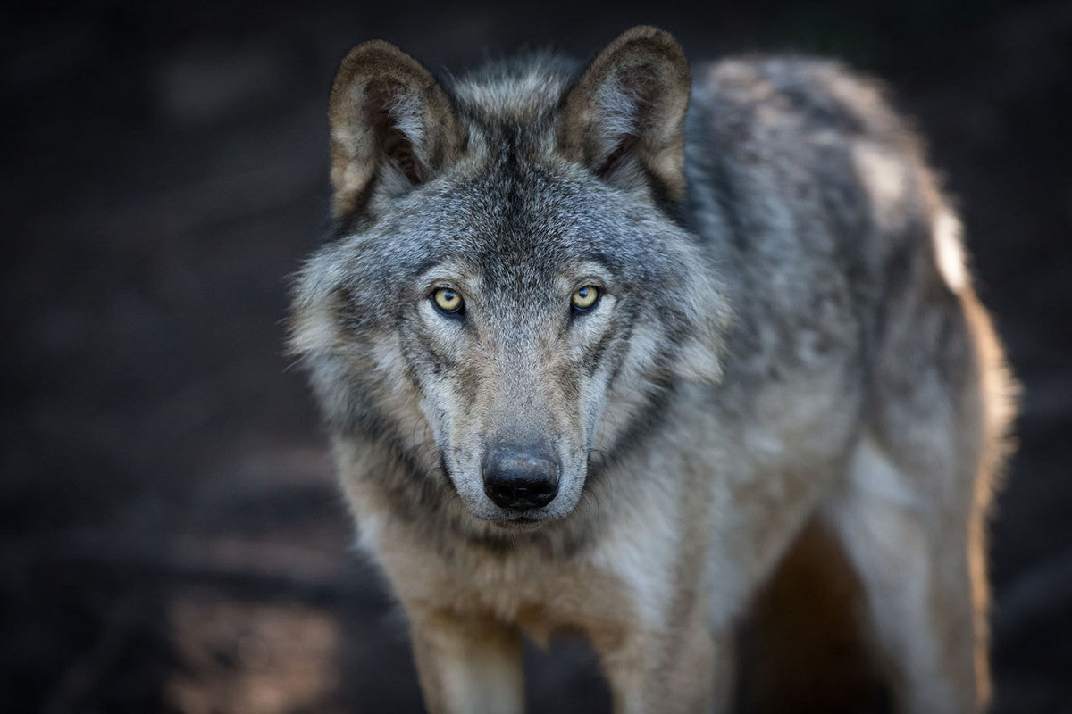 Glasschilderij 120x80cm Wolf