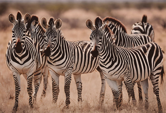 Glasschilderij 120x80cm Kudde zebra's